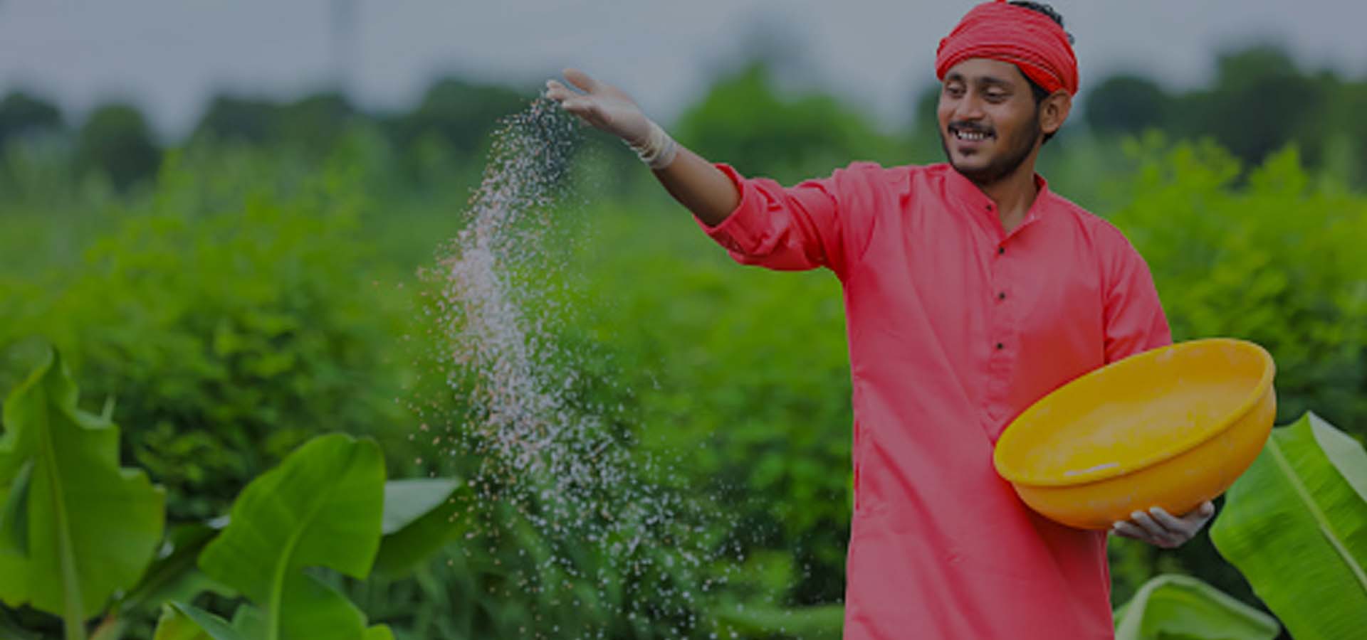 A farmer working among cultivated plants
