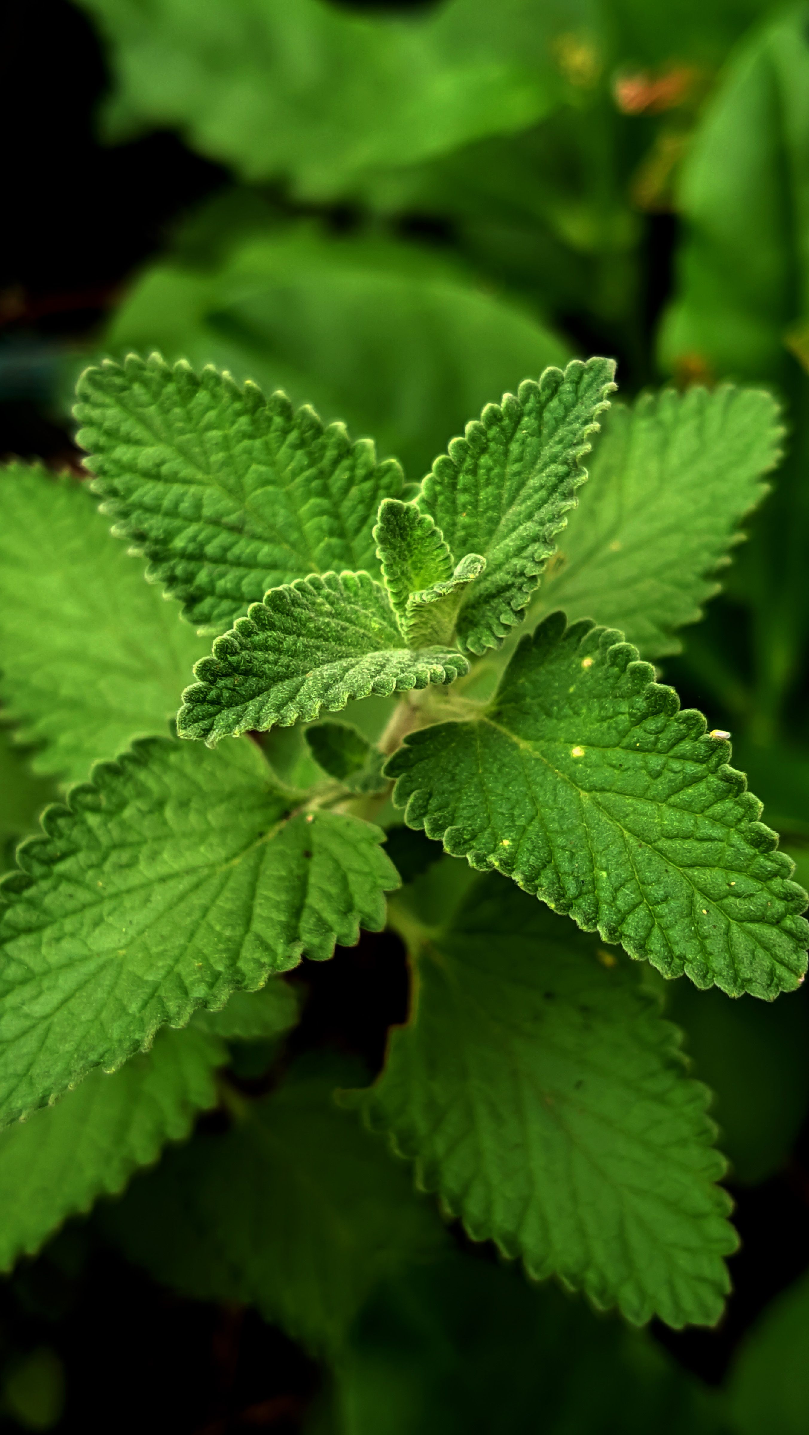 Fresh mint leaves